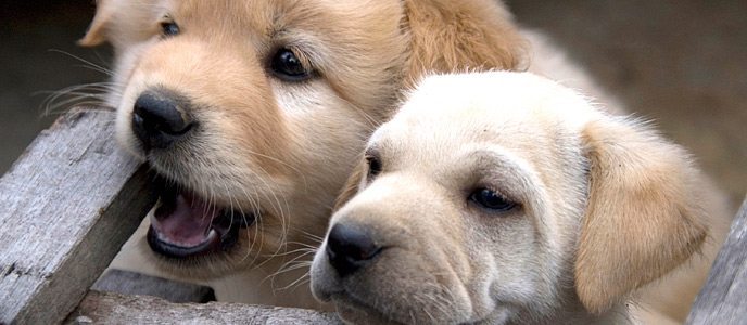A Pet Friendly Penticton Resort