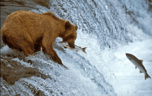 Photo of a grizzly bear catching a fish at a waterfall