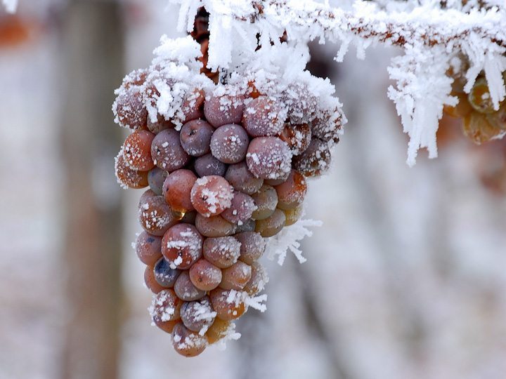 Hanging fozen grapes