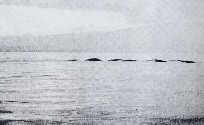 ogopogo swimming in distance