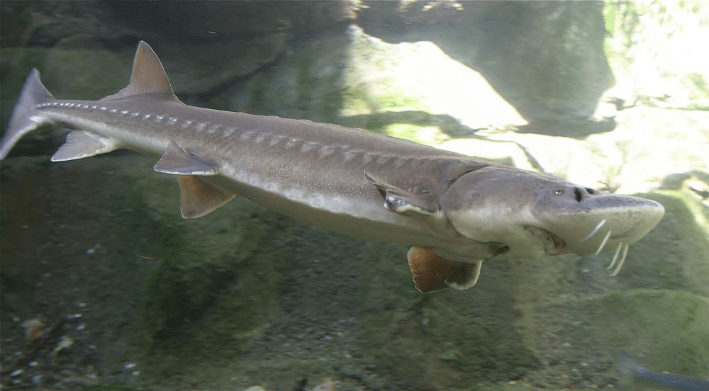 sturgeon fish